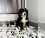 Small Photo #4 Miniature Bernedoodle Puppy For Sale in FRANKLIN, IN, USA