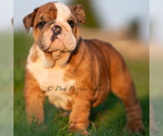 Puppy ROXY AKC Bulldog
