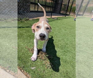 Mutt Dogs for adoption in Vail, AZ, USA