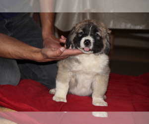Caucasian Shepherd Dog Puppy for sale in LAS VEGAS, NV, USA