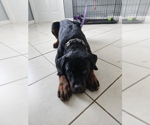 Rottweiler Puppy for sale in PALM BAY, FL, USA