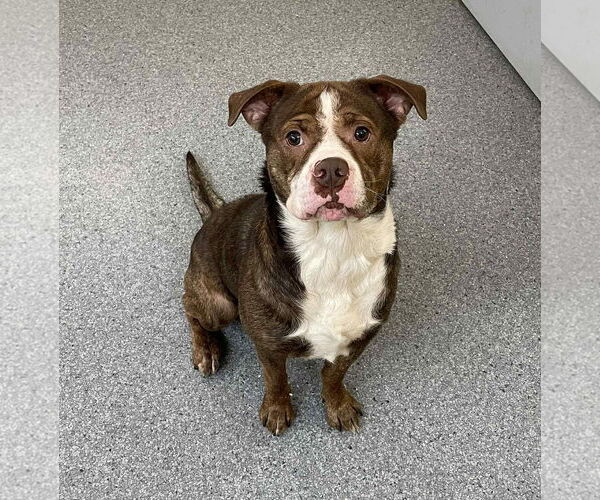 Medium Photo #1 Mutt Puppy For Sale in Low Moor, VA, USA