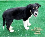 Small Photo #6 Border Collie Puppy For Sale in ELMENDORF, TX, USA