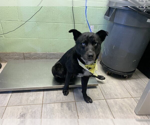 Medium Photo #1 Labsky Puppy For Sale in Grand Prairie, TX, USA