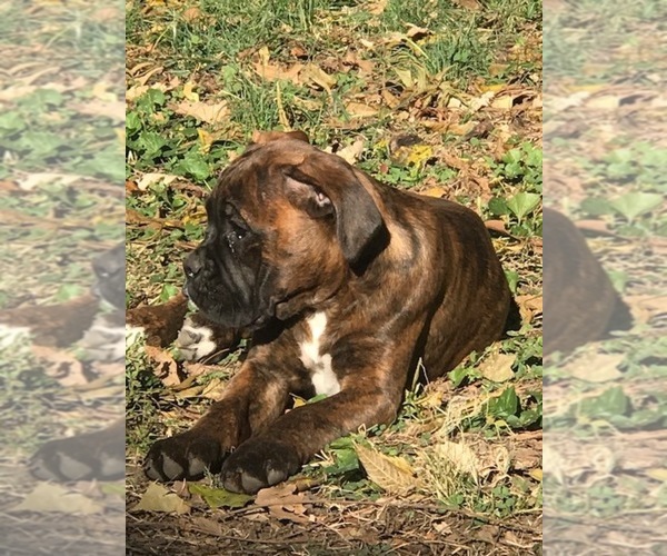 Medium Photo #6 Boxer Puppy For Sale in KANSAS CITY, MO, USA