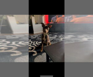 Medium Australian Kelpie-German Pinscher Mix