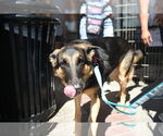 Small #3 German Shepherd Dog