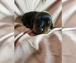 Small #3 Rottweiler