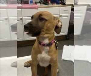 American Pit Bull Terrier Dogs for adoption in Forestville, MD, USA