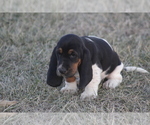 Small #9 Basset Hound