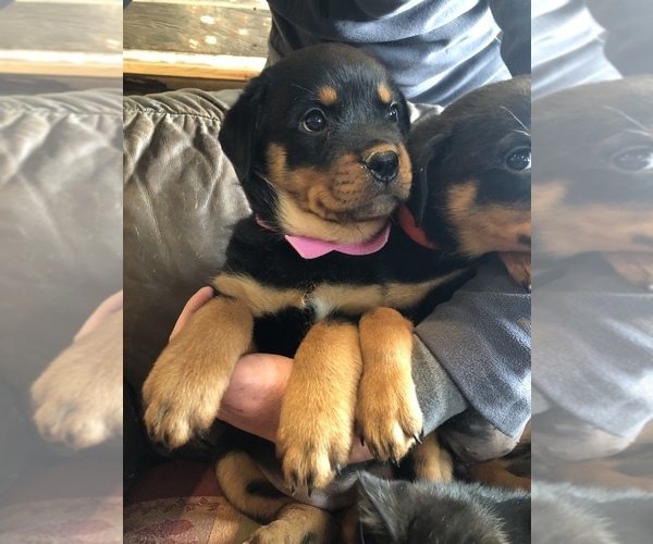 Medium Photo #7 Rottweiler Puppy For Sale in FORT MORGAN, CO, USA