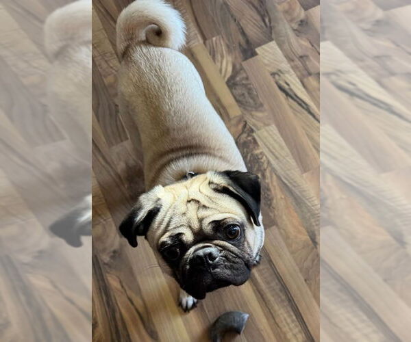 Medium Photo #4 Pug Puppy For Sale in Elizabeth City, NC, USA