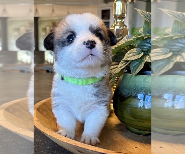 Medium Photo #6 Pembroke Welsh Corgi Puppy For Sale in WEATHERFORD, TX, USA