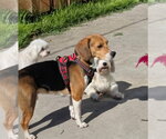 Small #3 Beagle