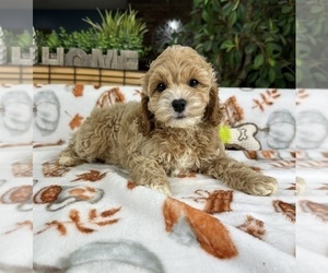 Cock-A-Poo Puppy for sale in GREENFIELD, IN, USA