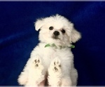 Small Photo #8 Poodle (Toy) Puppy For Sale in SAFFORD, AZ, USA