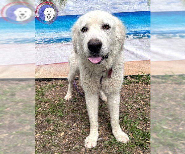 Medium Photo #2 Great Pyrenees Puppy For Sale in Spring, TX, USA