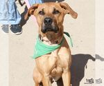 Small #4 Black Mouth Cur-Boxer Mix