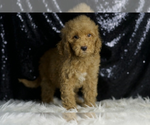 Medium Photo #3 Goldendoodle (Miniature) Puppy For Sale in WARSAW, IN, USA