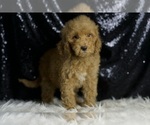 Small #2 Goldendoodle (Miniature)