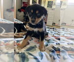 Small Australian Shepherd-Huskies Mix