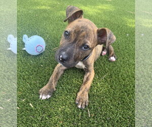 Labrador Retriever-Unknown Mix Dogs for adoption in The Woodlands, TX, USA
