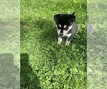 Small Photo #12 Alaskan Klee Kai Puppy For Sale in SAUGERTIES, NY, USA