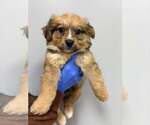 Small #9 Collie Mix
