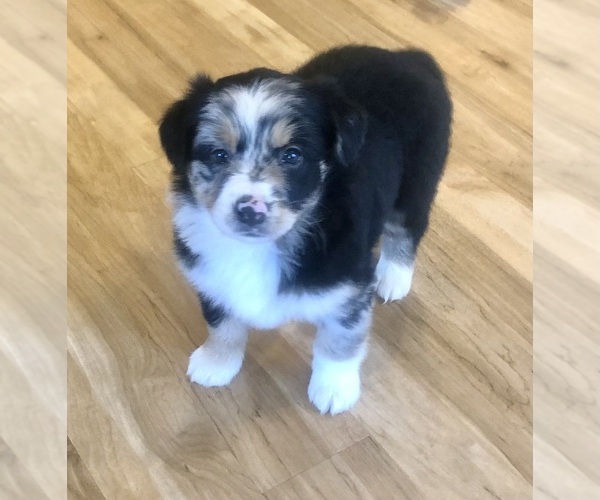 Medium Photo #8 Australian Shepherd Puppy For Sale in BERESFORD, SD, USA