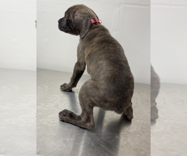 Medium Photo #7 Cane Corso Puppy For Sale in MODESTO, CA, USA