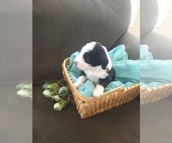 Medium Photo #5 Bernedoodle Puppy For Sale in CALHAN, CO, USA