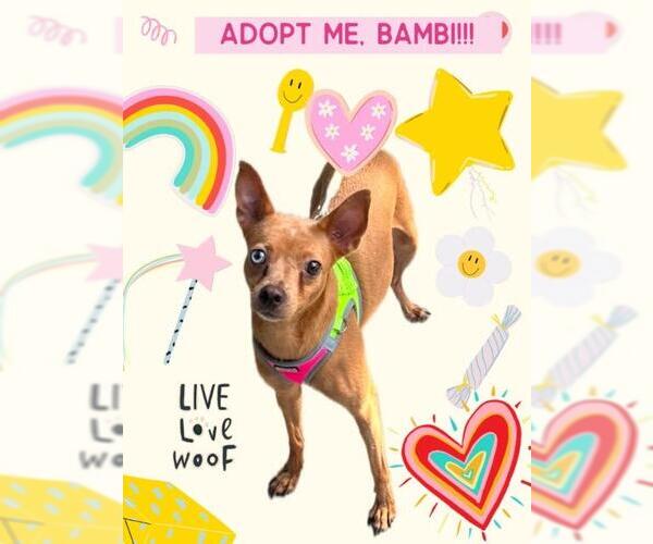 Medium Photo #5 Chipin Puppy For Sale in Plantation, FL, USA