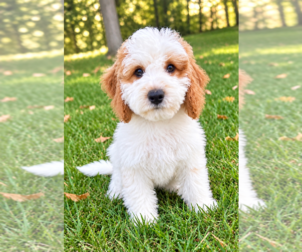 Medium Photo #4 Cavapoo (Miniature) Puppy For Sale in FAIR HAVEN, MI, USA