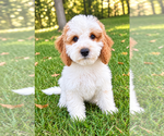Tate - Male Cavapoo (Miniature) Puppy for Sale - Photo #4
