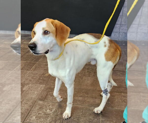 Medium Photo #2 Mutt Puppy For Sale in Fairfax, VA, USA