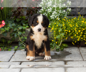 Bernese Mountain Dog Litter for sale in MILLERSBURG, IN, USA
