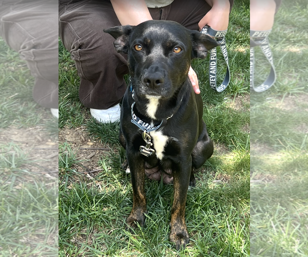 Medium Photo #2 Mutt Puppy For Sale in Rockville, MD, USA