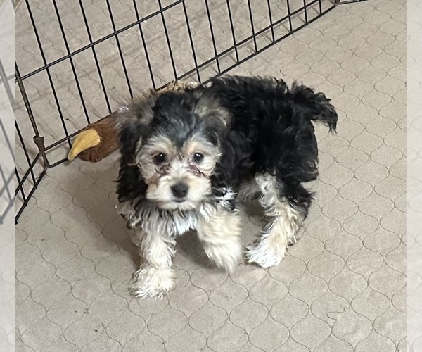 Medium Photo #2 Yorkipoo Puppy For Sale in GLOUCESTER, VA, USA