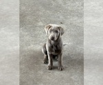 Puppy Purple Labrador Retriever