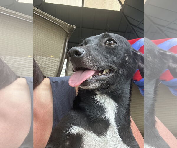 Medium Photo #3 Chihuahua Puppy For Sale in Jackson Township, NJ, USA