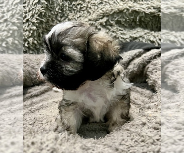 Medium Photo #52 Zuchon Puppy For Sale in RENO, NV, USA