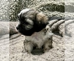 Small Photo #52 Zuchon Puppy For Sale in RENO, NV, USA