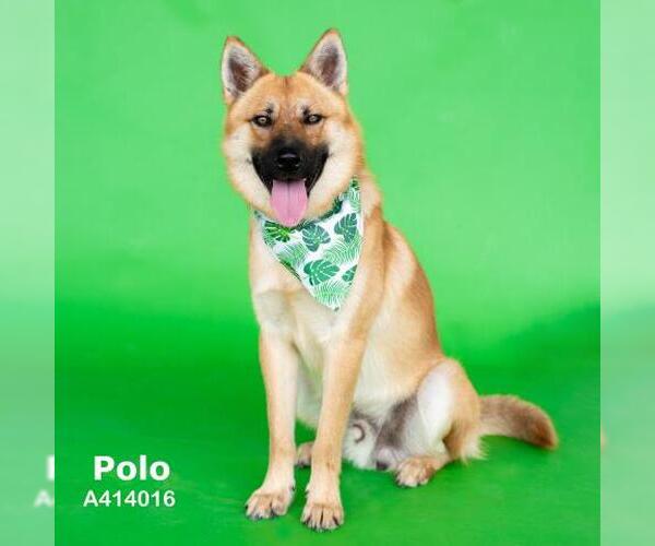 Medium Photo #2 Chow Chow-German Shepherd Dog Mix Puppy For Sale in Conroe, TX, USA
