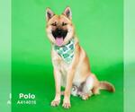 Small #1 Chow Chow-German Shepherd Dog Mix