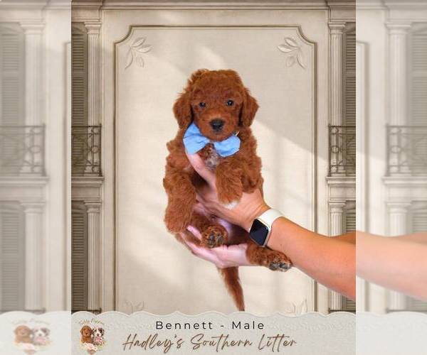 Medium Photo #1 Goldendoodle (Miniature) Puppy For Sale in NORCROSS, GA, USA