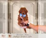 Puppy 3 Goldendoodle (Miniature)