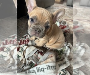 French Bulldog Puppy for sale in HUDSON, CO, USA
