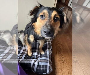 Mutt Dogs for adoption in Mundelein, IL, USA