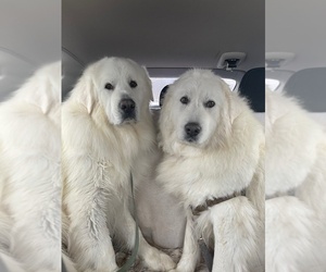 Mother of the Great Pyrenees puppies born on 02/22/2021