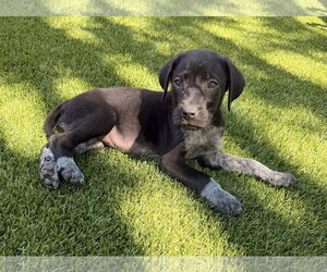 German Shorthaired Pointer-Unknown Mix Dogs for adoption in Greenville, SC, USA